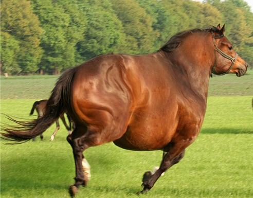 http://www.horsenation.com/2012/11/23/8-horses-that-ate-way-too-much-on-thanksgiving/