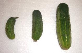 Image result for penis gherkin